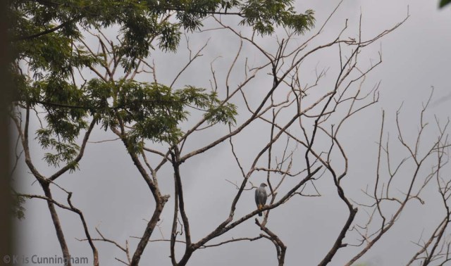 A gray hawk lands in the distant tree. 