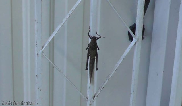 What is on my door??!