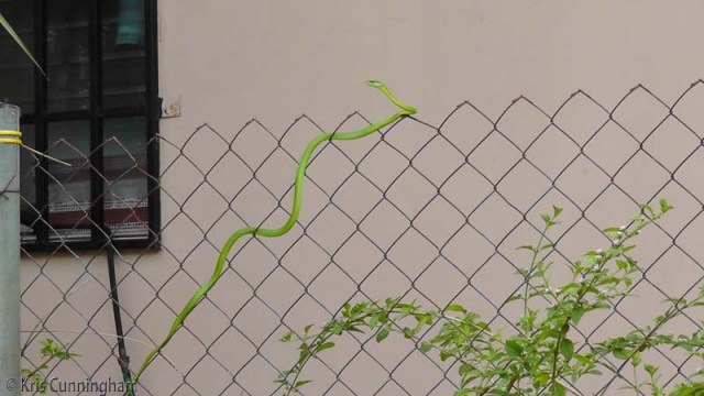 Parrot Snake on the fence