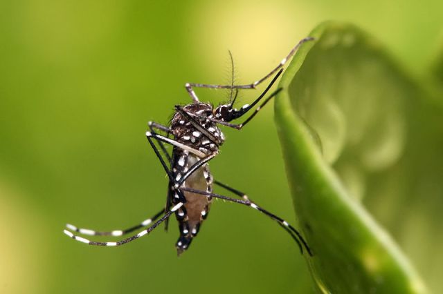 800px-Aedes_aegypti