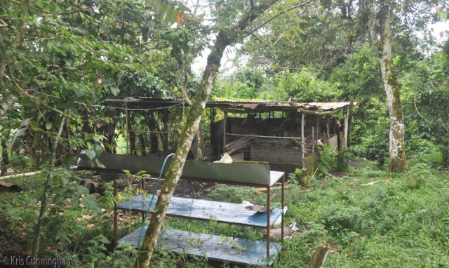 We arrived at feeding time and you wouldn't believe what a racket can be made by excited and hungry pigs! 