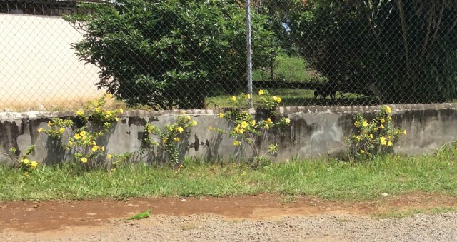 An interesting wall with some pretty yellow flowers, and a baby iguana.