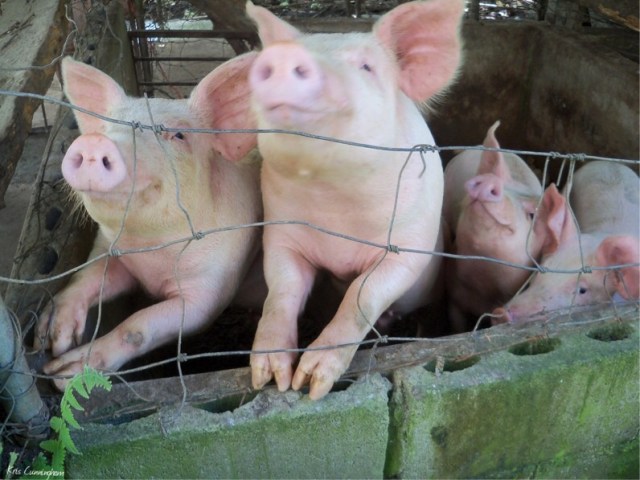 These piglets seemed excited that I was visiting them. Cedo explained that they have to stay in their area or they create havoc and destroy/eat everything within reach.