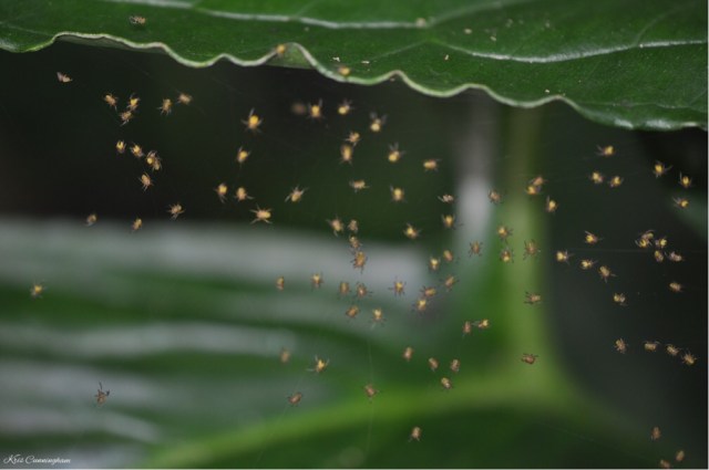 There was a very impressive number of tiny spiders! I'm lucky I saw them because I'm sure they dispersed as soon as they could. 