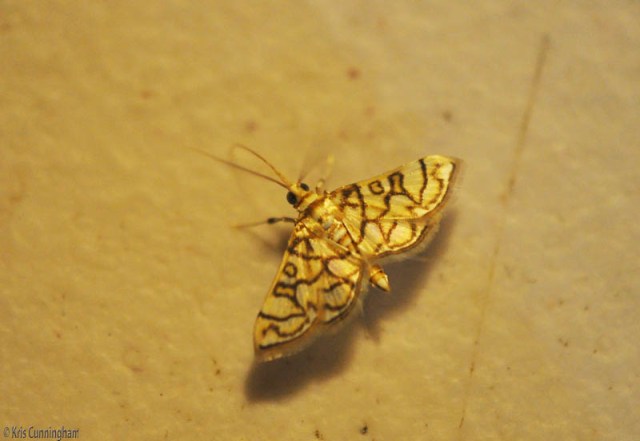 This tiny moth was barely a centimeter across, but so beautiful. 