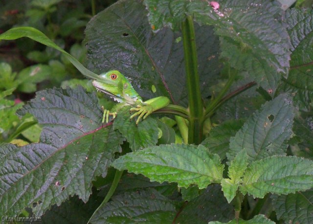 I walked towards the woods behind our house and saw this little guy hanging out on a plant. He was nice enough to wait while I dashed to the house for a camera (I know, I know, never go anywhere without a camera!)