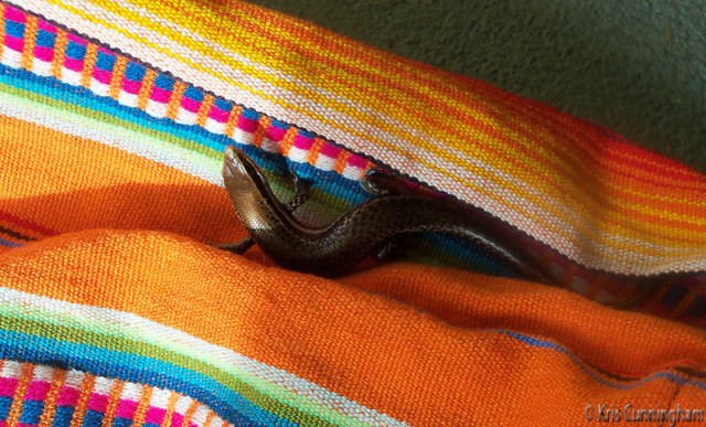 Joel unfolded the hammock to find this beautiful little guy hiding in the folds. 