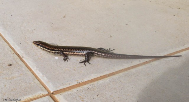 Joel got a great photo of him as he crossed the tile in front of the house. 