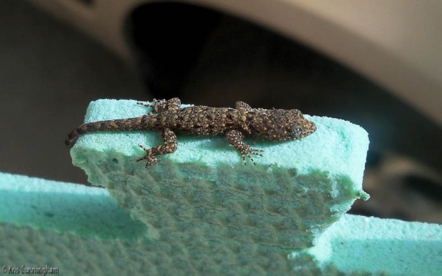 I've seen this interesting tiny, baby lizard a few times on the terrace, but Joel got a great photo of him. 