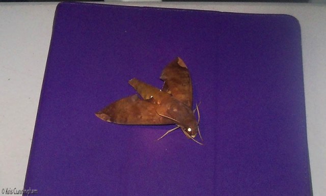 I've been spending evenings on the terrace instead of going inside. Last night when I came out this beautiful sphinx month was sitting on my iPad case. The camera caught it such a way the eye glows! I gently nudged it off the iPad and it spend the rest of the evening on the table next to my computer. 