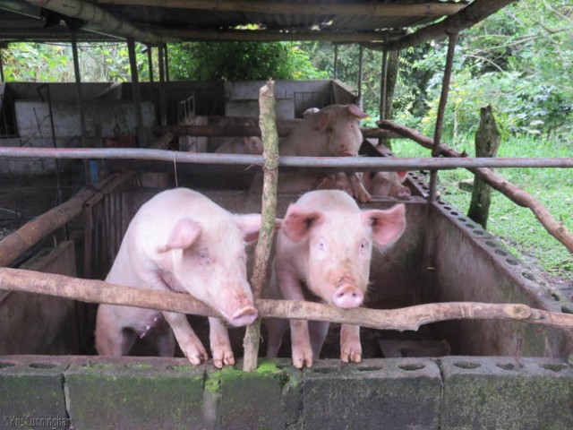 Last, but not least, we visited the pigs who were very excited to have visitors. 