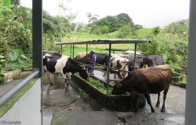 The cows start to eat while the caretaker ties the bull to the railing (behind the black and white cow on the left)