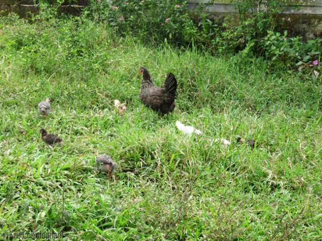 There are baby chicks of various sizes following their mothers, or if bigger exploring on their own. 