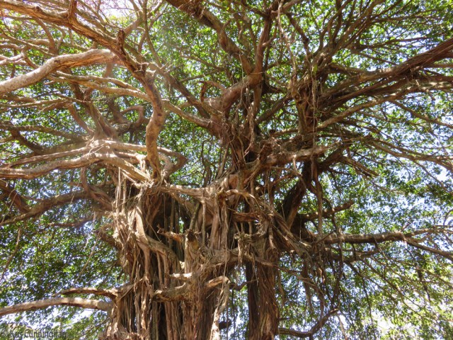 The tangles and twists of the branches are amazing!