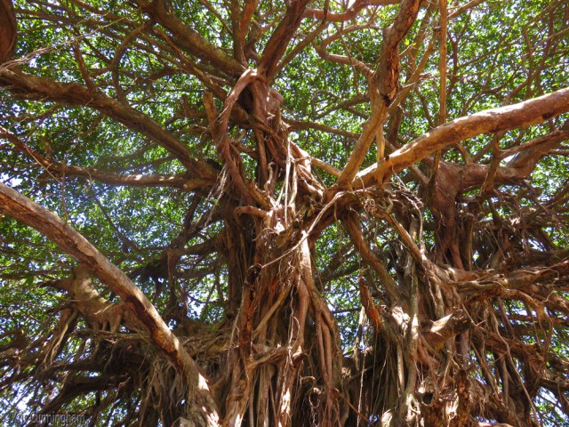 More tangles and aerial roots