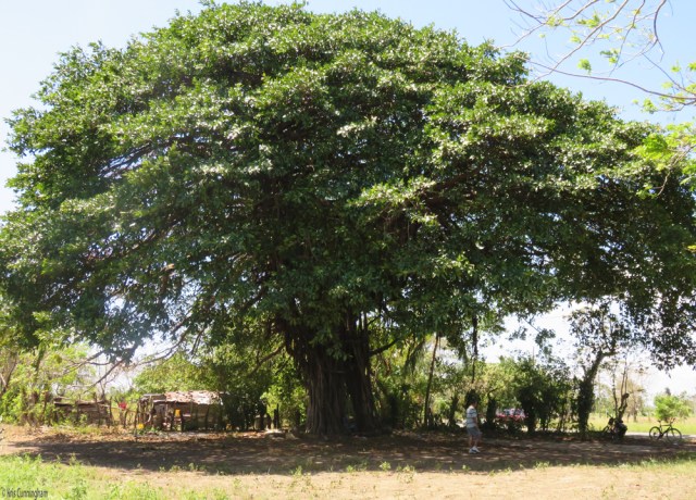 You can get an idea of the scale of this beautiful tree when you see my friend and our bicycles below. 
