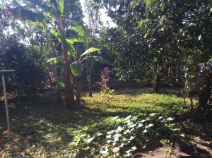 The back yard - the bananas look pretty shredded after weeks of windy summer weather. The ground cover looks pretty good for not having rain for a long time. The squash plant has been watered daily and seems to be thriving. 
