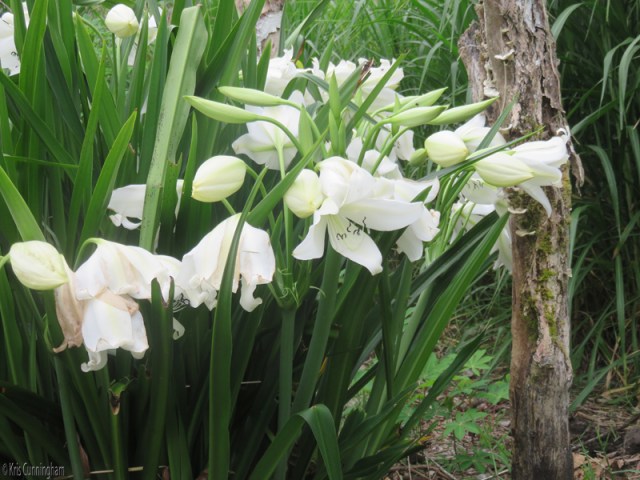 Some beautiful flowers blooming near the milking building. 