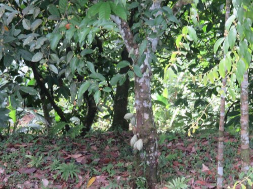 Cacao trees