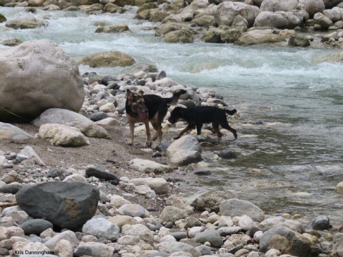 Dogs in the river