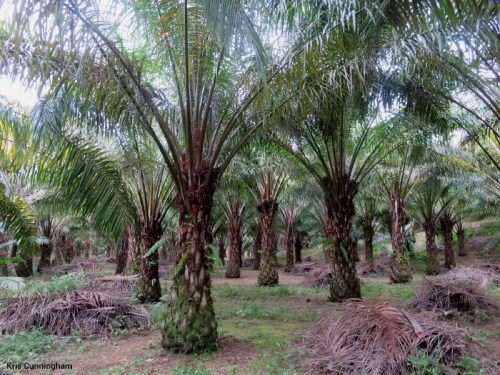 Palm farm