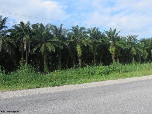 There are so many of these palm tree farms for palm oil