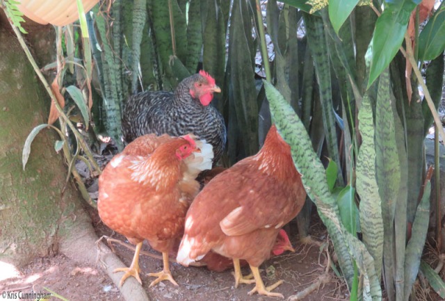 The hens hang out in the shade of the plants. 