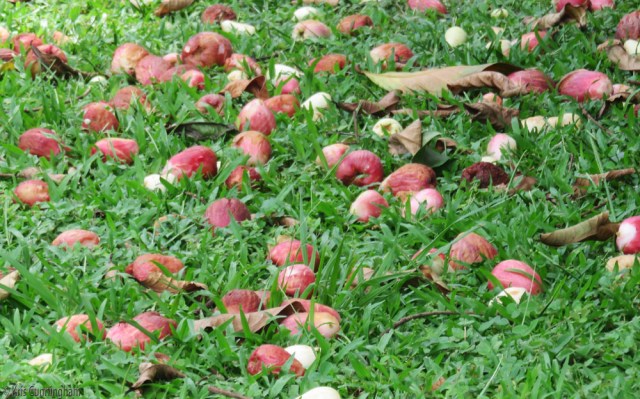 Mariñon Corizon fruit on the ground. 