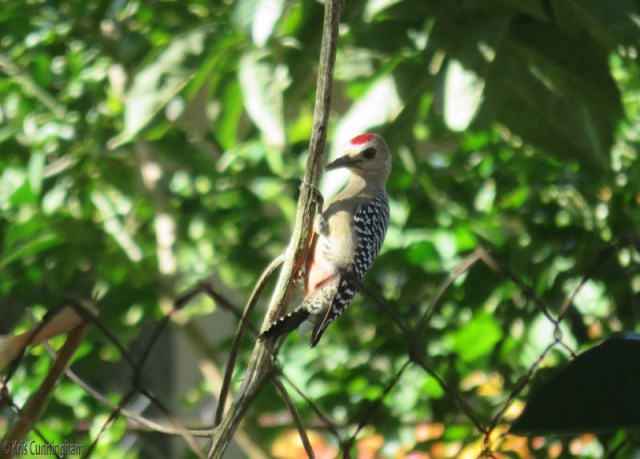 This woodpecker spent quite a bit of time pecking on this little twig hanging from the neighbor's tree. 