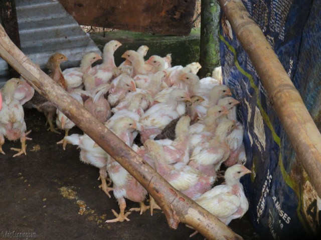 I visited the chickens one morning and they were all huddled in the corner to escape the water while their chicken house was being cleaned. 