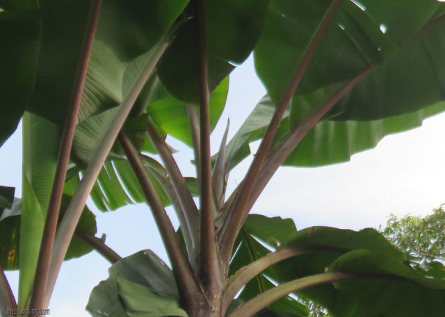 This bud does not look like a regular leaf