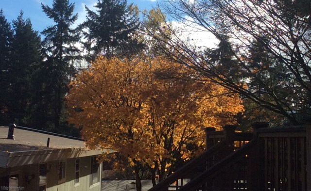 When there is a bit of sun, I love how it shines through this tree. 