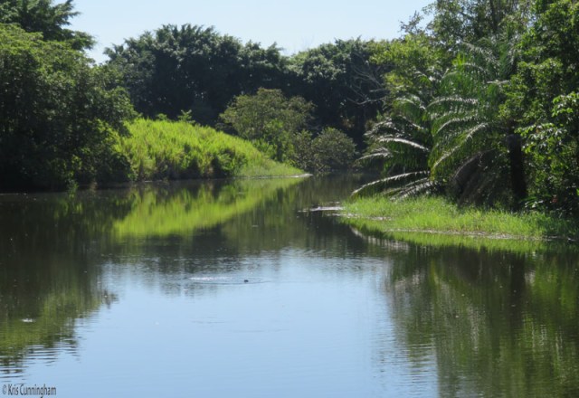 There was something fairly large that kept surfacing but it looked like a turtle. 