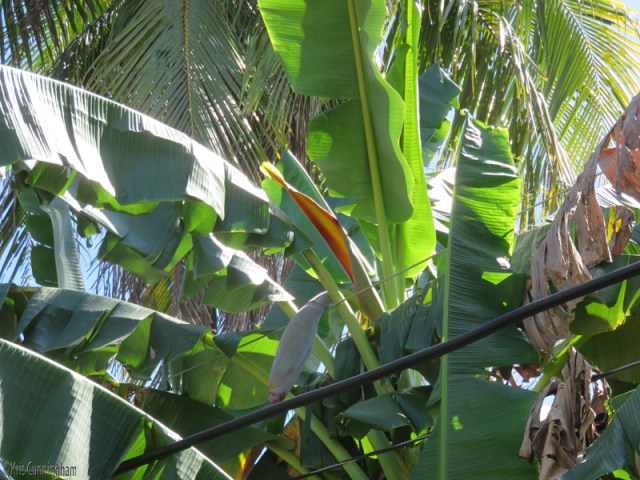 Coming back through town, the red/orange part of this banana flower caught my eye. 