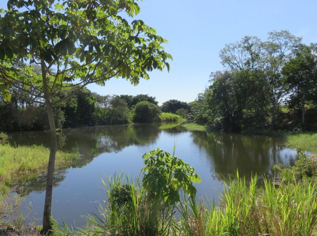 On that same route is the beautiful, tranquil pond. I'm told there are alligators there but I've never seen one. 