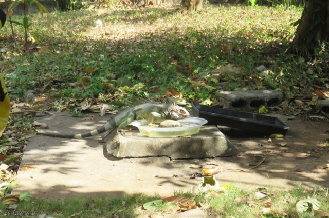 216iguana1