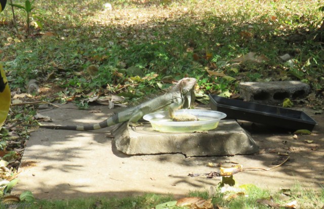 216iguana2