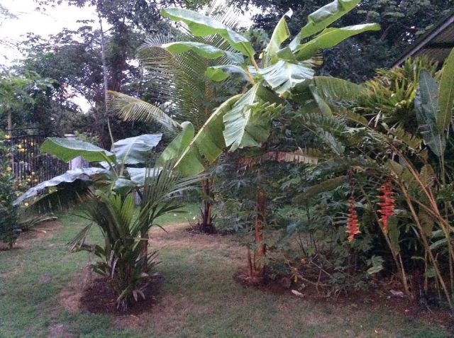 Some of the front yard is looking much better. I won't show you the back yard for a while though ;) 