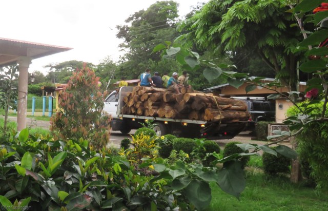 The guys who load the wood (by hand!) on to the truck all pile on tip when they drive off. I don't know where they do, but before long they are back to load more. 