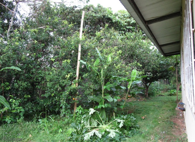 The top of the papaya tree is laying on the ground