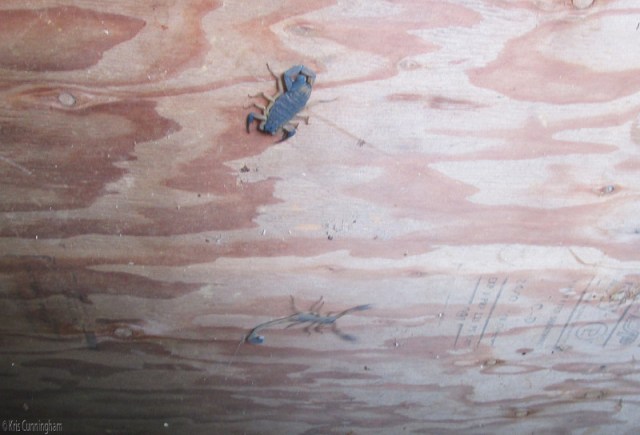 The upper one seemed to be sleeping, but the long slim one below was running all over the place. 