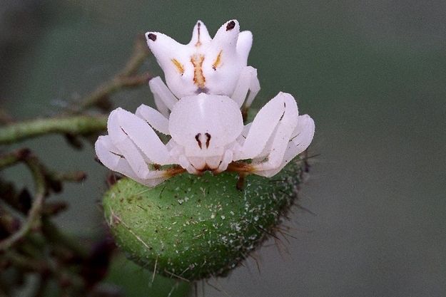 Orchid Mimicking Spider
