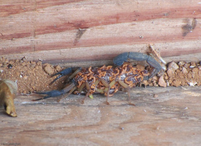 It took me a moment to realize this was a mother scorpion covered with babies! 