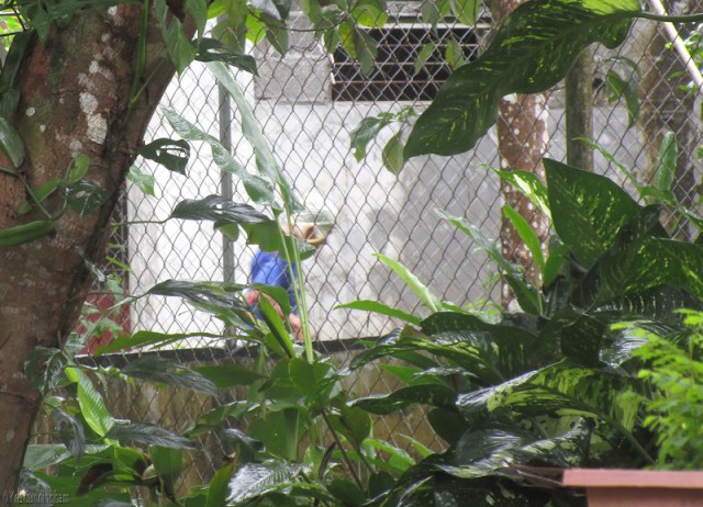 The neighbor's gardener wearing a grocery bag hat. 