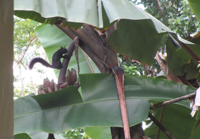 A squirrel checks out our bananas and decides they aren't ready yet. 