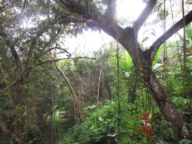 The woods behind my house on a rainy day