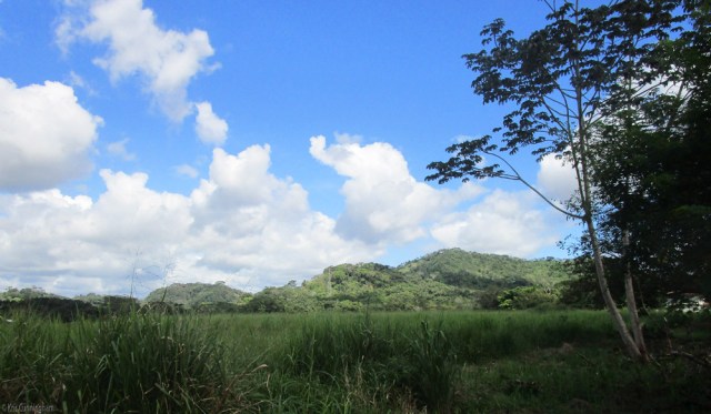 I didn't take pictures of the dentist, so instead you get to see pictures of Panama this morning in another absolutely beautiful morning. 