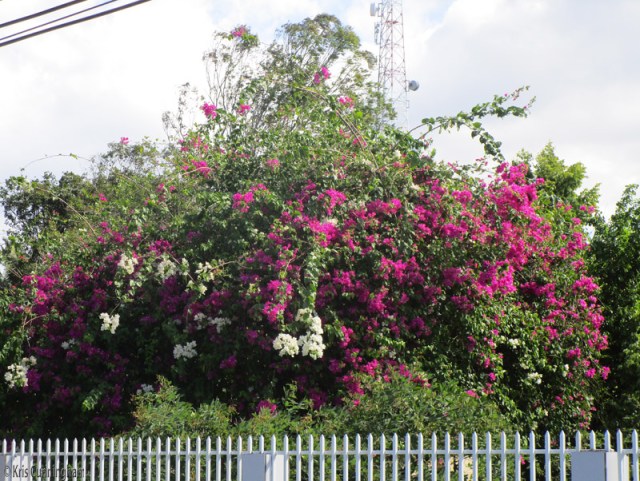 This type has both pink and white flowers on the same plant