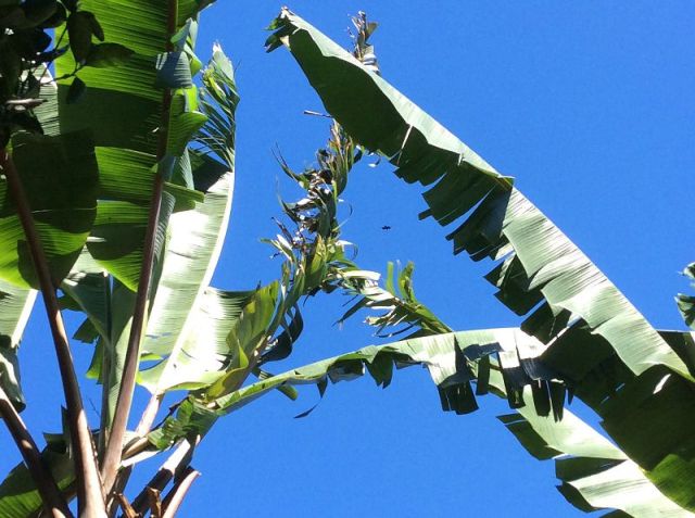 The banana leaves are already quite shredded