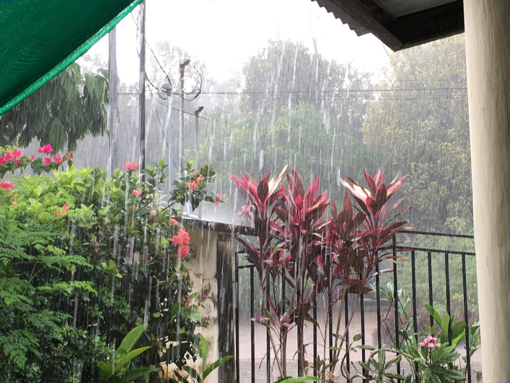 It's supposed to be summer and dry season now, but we got one heck of a short but intense downpour this afternoon! Now it's cool and all the plants are happy. Thank you for the rain.
